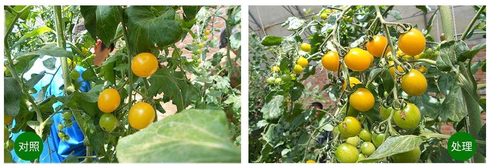 領(lǐng)先生物海葆素讓作物“吃”上深海新營養(yǎng) 領(lǐng)先生物海葆素讓作物“吃”上深海新營養(yǎng)