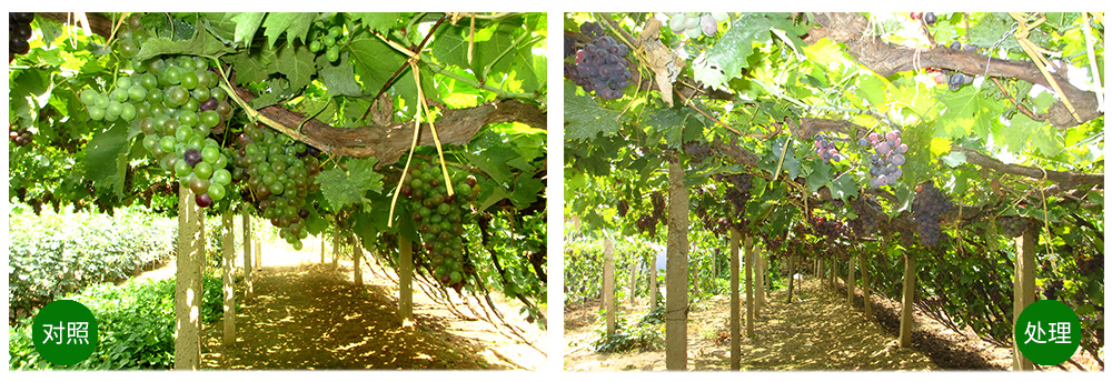 領(lǐng)先生物“海藻+氮磷鉀+腐植酸”讓果樹旺起來 領(lǐng)先生物“海藻+氮磷鉀+腐植酸”讓果樹旺起來